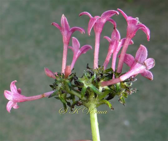  Inflorescence